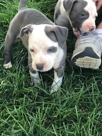 two grey and white pit bull puppies standing in the grass