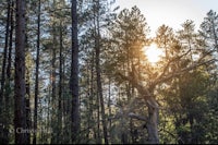 the sun shines through a pine tree in the forest