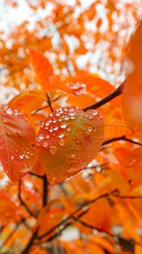 autumn leaves with water droplets on them