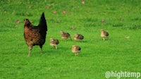 a hen and her chicks walking in a grassy field