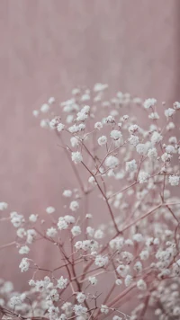 a white flower in front of a pink wall