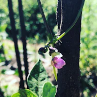 a pink flower is growing on a tree in the garden