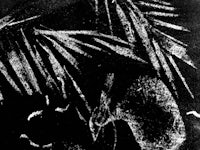 a black and white drawing of a palm leaf