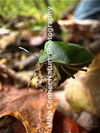 a green bug sitting on a leaf in the woods