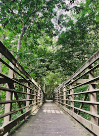 a wooden bridge in the middle of a wooded area