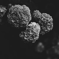 black and white photo of hydrangea flowers