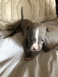 a small grey and white puppy laying on top of a pillow