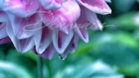 a close up of a pink flower with water droplets on it