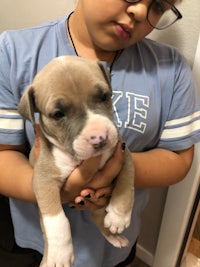 a young boy holding a puppy in his arms