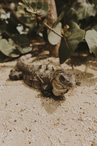 an iguana laying on the sand
