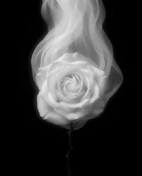 a white rose with smoke coming out of it