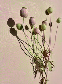 a bunch of poppies on a pink background