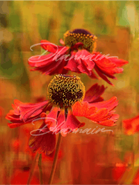 two red cosmos flowers in a field with a blurred background