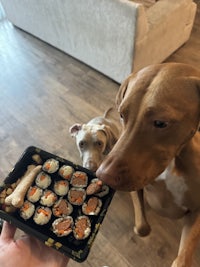 a dog eats sushi from a tray in front of a person