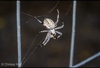 a spider is sitting on a wire in a garden