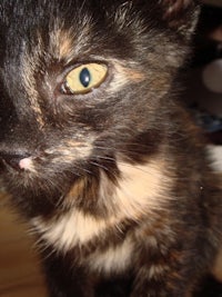a black and tan kitten looking at the camera