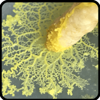 an image of a yellow fungus on a plate
