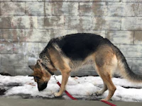 a dog on a leash