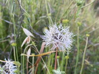 a white flower in a grassy field