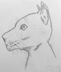 a pencil sketch of a cat's head