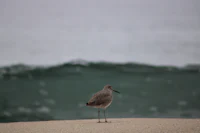 a bird standing on the sand