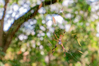 a spider is sitting on a web in the forest