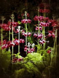 a bunch of pink flowers in a field