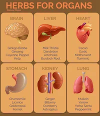herbs for organs in a poster