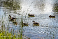 a group of ducks swimming in a pond