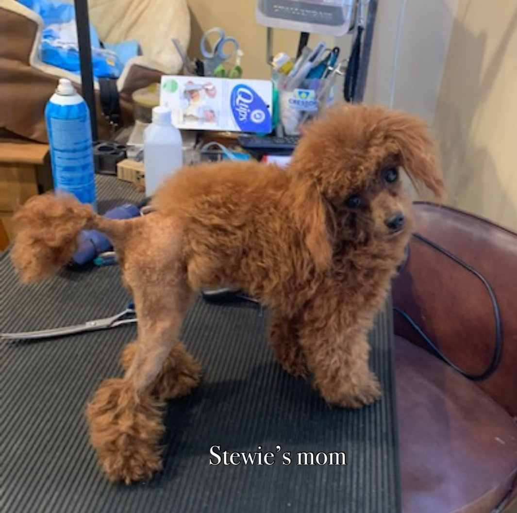 active jumping ball for dogs