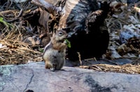 a chipmunk eating a leaf on a rock