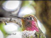 a hummingbird is sitting on a branch