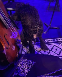 a black dog sitting next to a cello