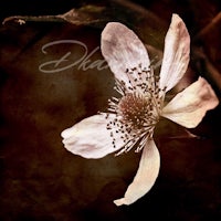 a white flower on a brown background