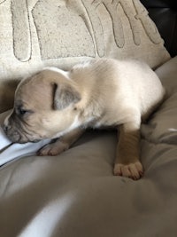 a small puppy sleeping on top of a pillow