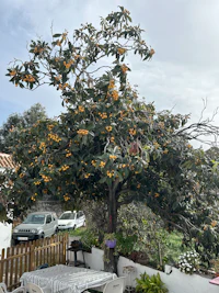 a tree with a lot of oranges on it