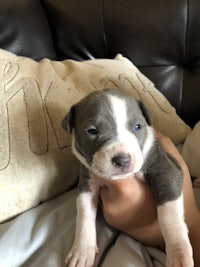 a puppy is being held by a person on a couch