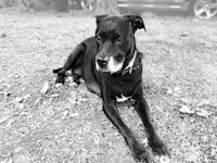a black dog laying on the ground