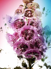 an image of a flower with a colorful background