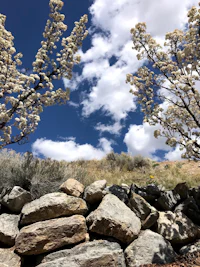 a rock wall with white flowers and a blue sky