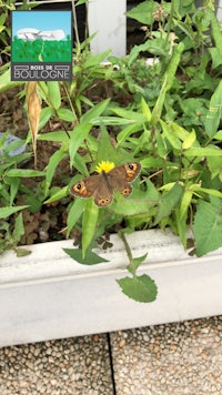 a butterfly resting on a plant in a flower bed