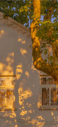 a tree in front of a house