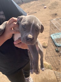 a person is holding a small grey pit bull puppy