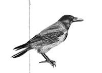a black and white drawing of a crow