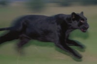 a black panther running through a grassy field