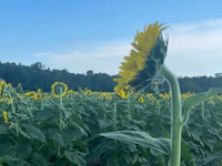 a sunflower in the middle of a field