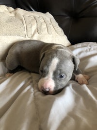 a blue and white puppy laying on top of a pillow