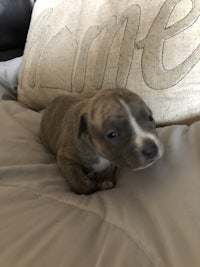 a small puppy laying on top of a pillow