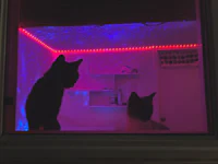 two cats looking out of a window
