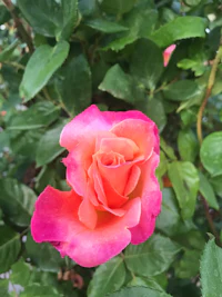 a pink and orange rose is blooming in a bush